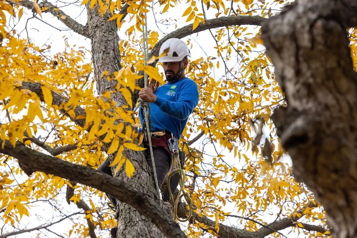 Skilled Tree Pruning crew working in Pearson